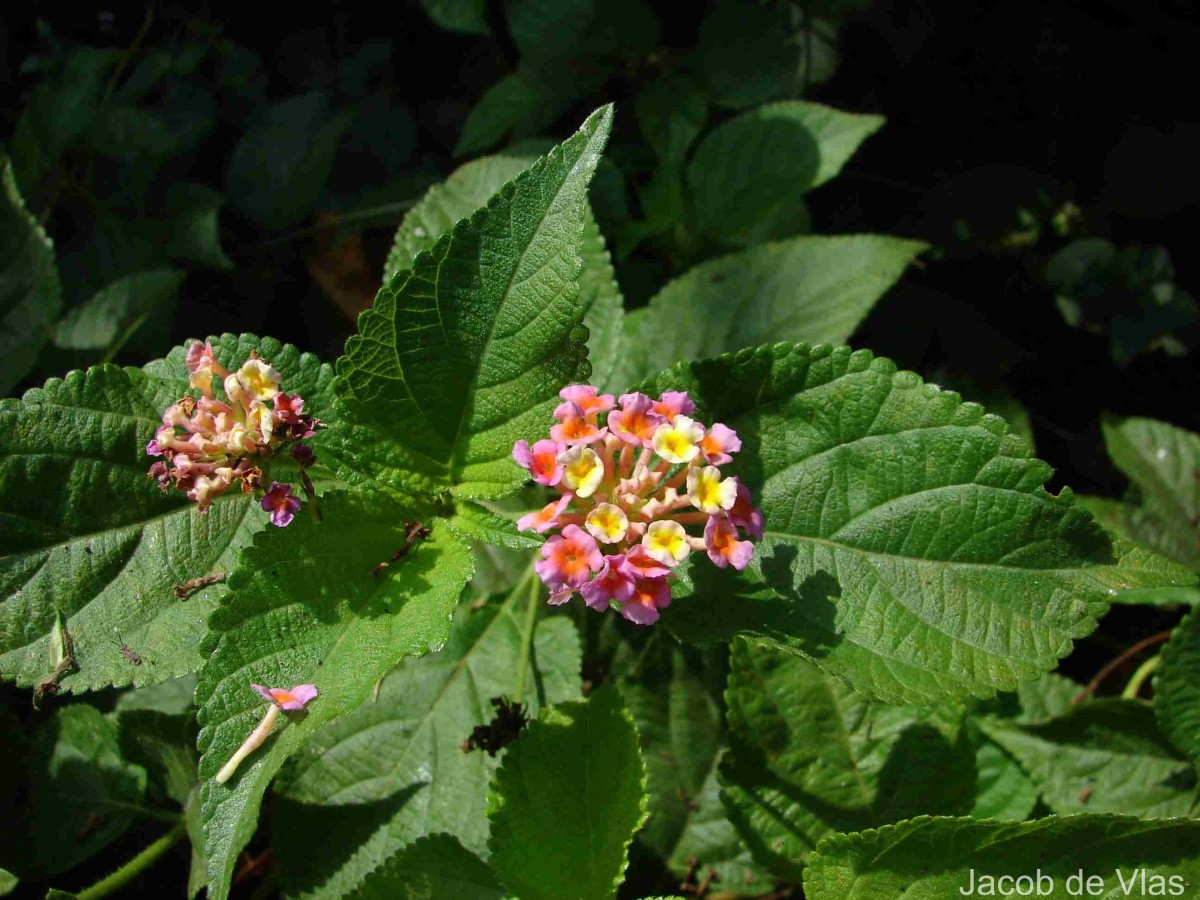Lantana camara L.